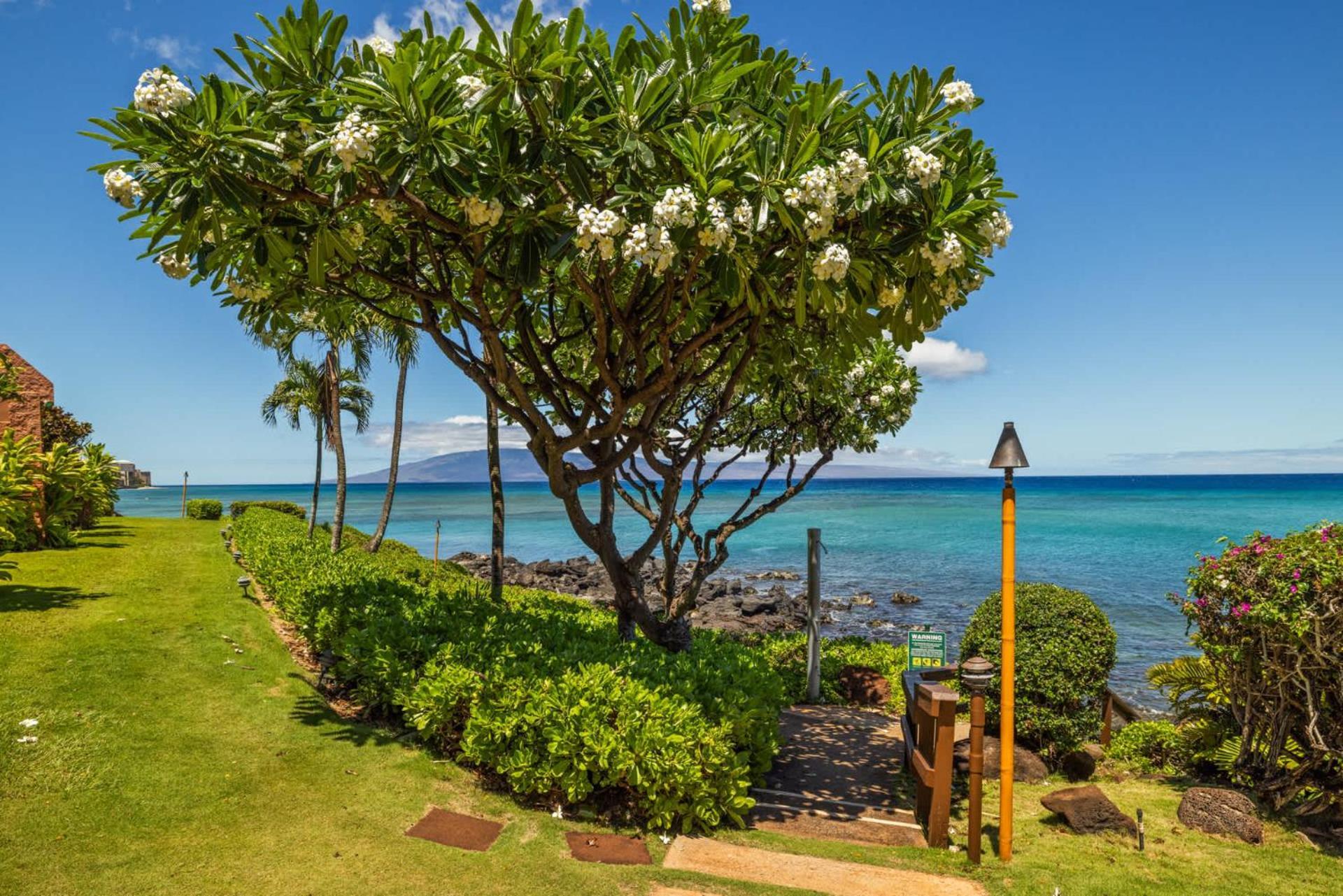 Kuleana Club #707 Oceanfront - 1 Bedroom & 1 Bathroom - Ground Floor Kahana Exterior foto